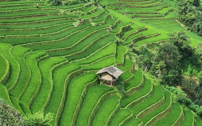Terraced rice fields in Mu Cang Chai with a small hut, Vietnam.
