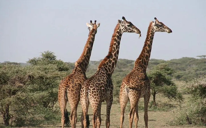Giraffes standing in Selous Game Reserve, Tanzania, during a fly-in safari from Zanzibar.