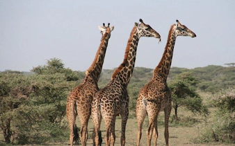 Giraffes standing in Selous Game Reserve, Tanzania, during a fly-in safari from Zanzibar.