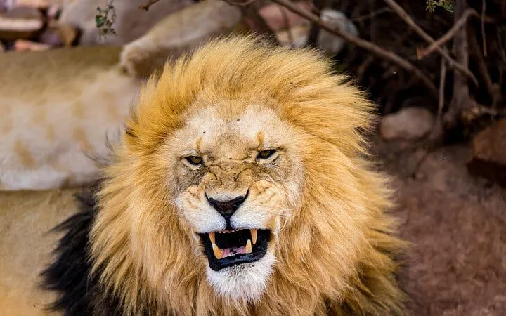 From Cape Town: Aquila Game Reserve Safari with Transport, Park Fees, and Lunch Image 10