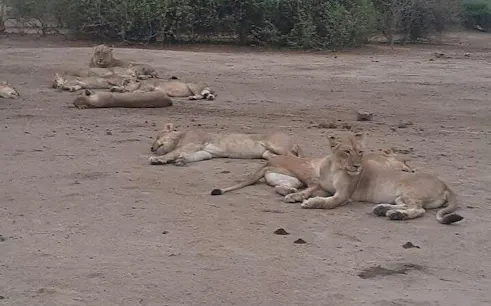 Lions resting on the ground during Chobe Full Day Safari Experience from Victoria Falls, Kasane.