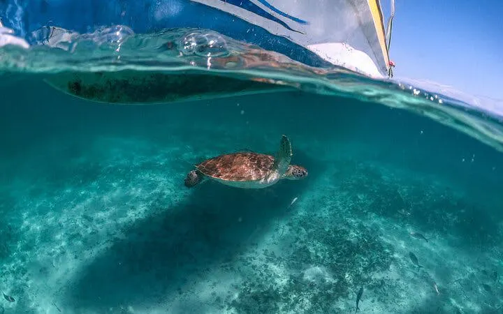 Sea turtle swimming under a boat in Akumal Bay during snorkeling tour.