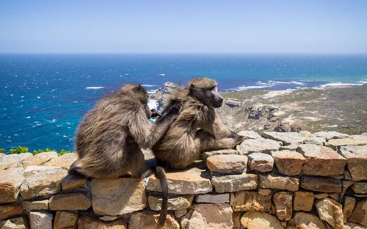 Cape Town Table Mountain, Cape of Good Hope & Boulders Penguin Colony Private Tour