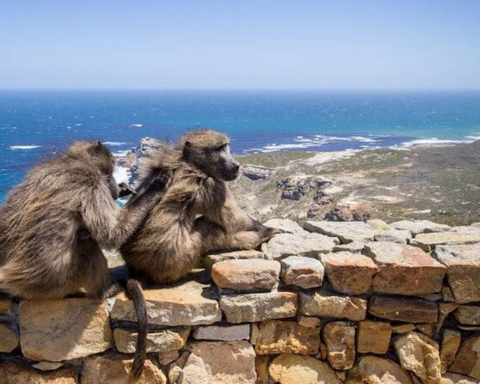 Cape Town Table Mountain, Cape of Good Hope & Boulders Penguin Colony Private Tour