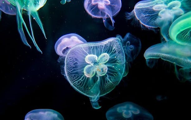 tour al acuario y parque de atracciones de antalya: todo incluido con salida en el hotel-5