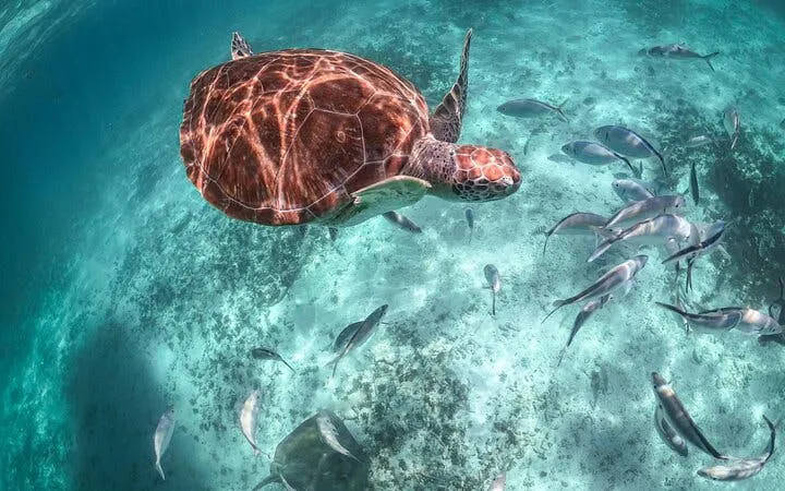 Sea turtle swimming with fish in clear waters of Akumal Bay.