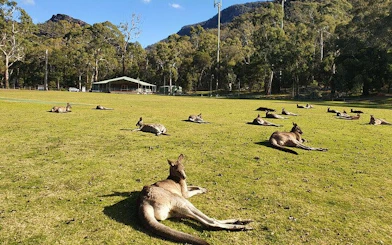 Kangaroos resting on grass in Grampians National Park during a small-group hiking tour.