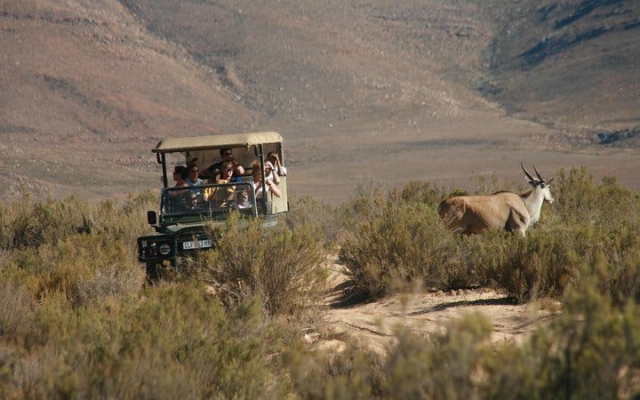 aquila private game reserve safari and buffet lunch with shared 4x4 game drive-4