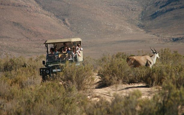 aquila private game reserve safari and buffet lunch with shared 4x4 game drive-4
