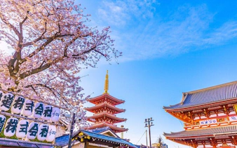 Senso-ji Temple and pagoda with cherry blossoms in Asakusa, Tokyo.