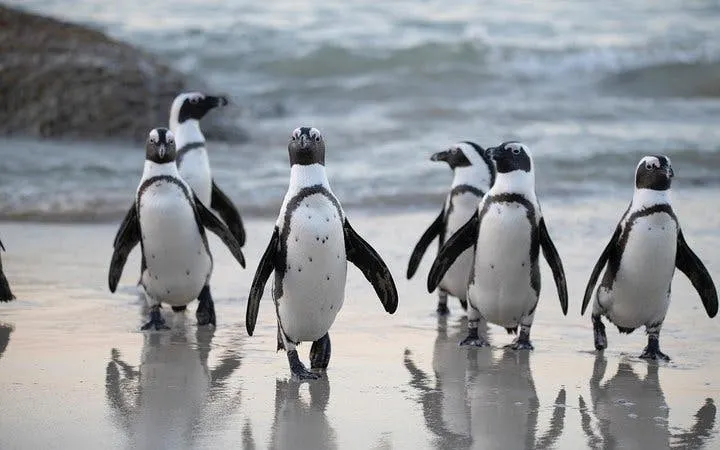 Boulders Beach Cape Town Guided Tour with Penguin Colony Entry and Swimming Image 10