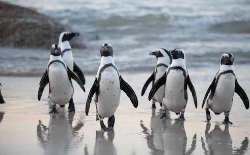 boulders plajı, cape town rehberli turu: penguen kolonisi girişi ve yüzme deneyimi-1