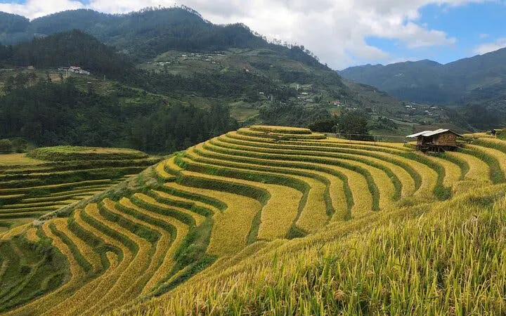 Terraced rice fields in Mu Cang Chai with distant mountains and a small wooden hut.