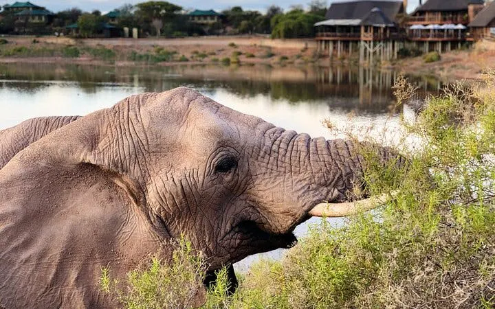 safari e tour naturalistico lungo la garden route da città del capo, con tappe a oudtshoorn e mossel bay-7