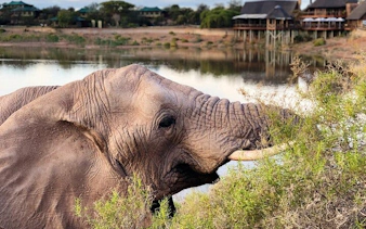garden route safari and wildlife tour from cape town with oudtshoorn and mossel bay visits-7