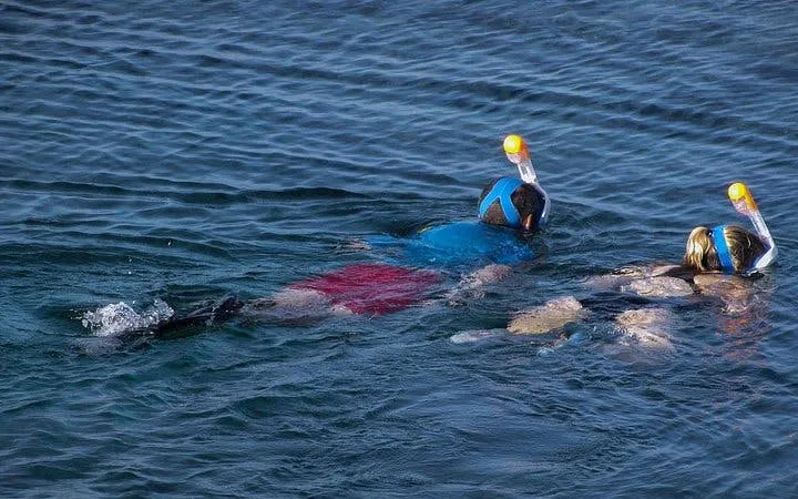 Cape Peninsula Private Tour with Guided Seal Snorkeling at Duiker Island Image 10
