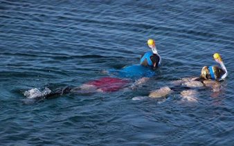 cape peninsula private tour with guided seal snorkeling at duiker island-10