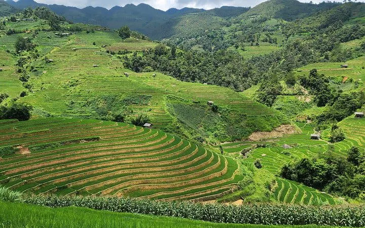 Terraced rice fields in Mu Cang Chai, Vietnam, surrounded by lush green hills.