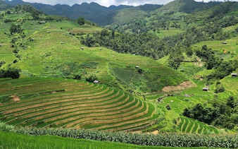 Terraced rice fields in Mu Cang Chai, Vietnam, surrounded by lush green hills.