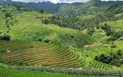 Terraced rice fields in Mu Cang Chai, Vietnam, surrounded by lush green hills.