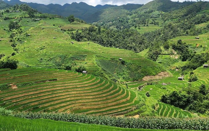 Terraced rice fields in Mu Cang Chai, Vietnam, surrounded by lush green hills.