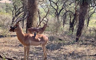 Impala with birds on its back in Tala Game Reserve, Durban.