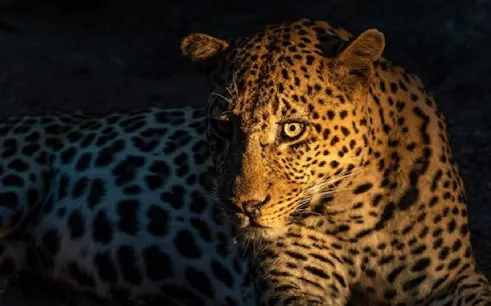 Leopard resting in Selous Game Reserve, Tanzania, during a fly-in safari from Zanzibar.