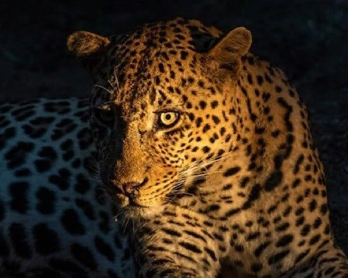 From Zanzibar: Selous/Nyerere National Park Fly-In Safari with Guided Game Drives and Bush Lunch