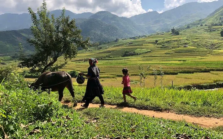 Sapa rice terraces with local villagers walking alongside a buffalo.