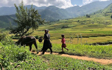 Sapa rice terraces with local villagers walking alongside a buffalo.