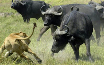Lion confronting buffalo herd in Chobe National Park during safari from Livingstone, Kasane.