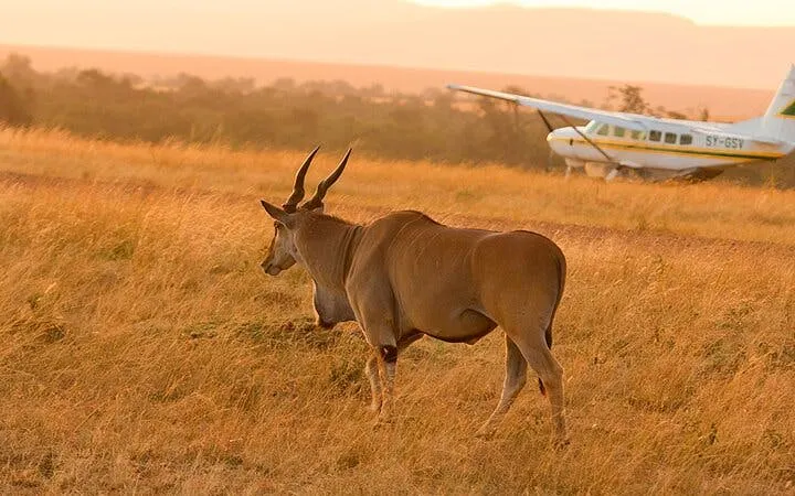 Antelope walking in savannah with small plane in background, Zanzibar Tanzania journey.