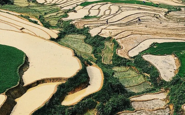 Terraced rice fields in Sapa during a guided trekking tour of Ta Phin Village, Vietnam.