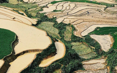 Terraced rice fields in Sapa during a guided trekking tour of Ta Phin Village, Vietnam.