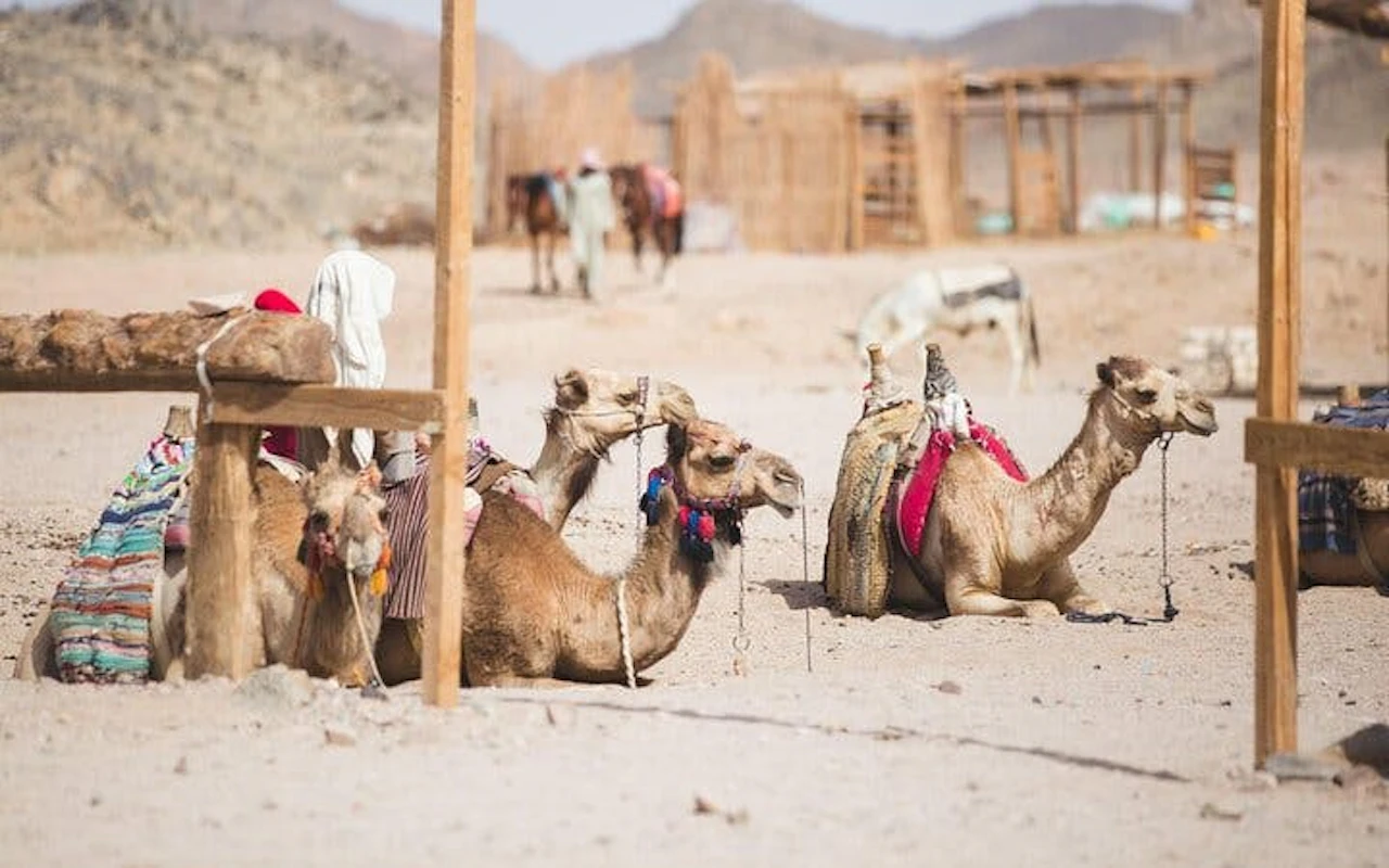 Un'ora di giro in cammello nel meraviglioso deserto, con trasferimento incluso - Sharm el-Sheikh — 9