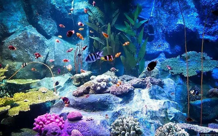 Colorful fish swimming among coral reefs at Underwater World Pattaya.