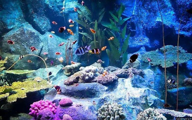 Colorful fish swimming among coral reefs at Underwater World Pattaya.