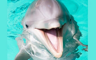 Dolphin swimming in clear water during Sharm El Sheikh experience.