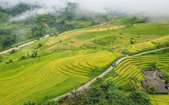 Terraced rice fields in Muong Hoa Valley, Sapa, with a winding road and misty hills.