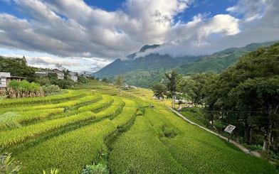 Terraced rice fields in Sapa with mountain backdrop, part of trekking and village homestay tour.
