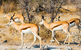 from cape town: aquila game reserve safari with transport, park fees, and lunch-4