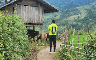 Trekker on path near wooden hut and cows in Mu Cang Chai, Vietnam.