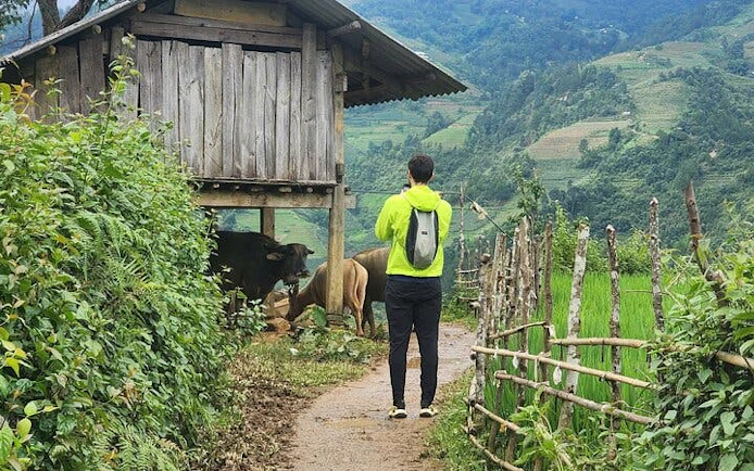 Trekker on path near wooden hut and cows in Mu Cang Chai, Vietnam.