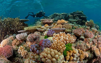 Scuba diver exploring vibrant coral reef in Hurghada during a full-day boat trip.