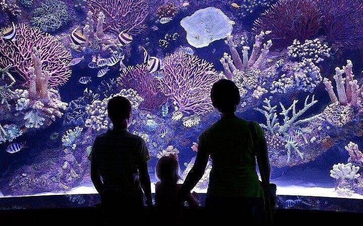 alanya aquarium und fun park – all-inclusive-tour mit übernachtung im hotel p-3