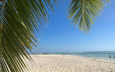 Saona Island beach with palm trees and ocean view, part of Punta Cana day trip.