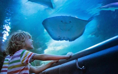 Side Aquarium and Fun Park Tour All Inclusive with Hotel Pickup