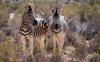 from cape town: aquila game reserve safari with transport, park fees, and lunch-2
