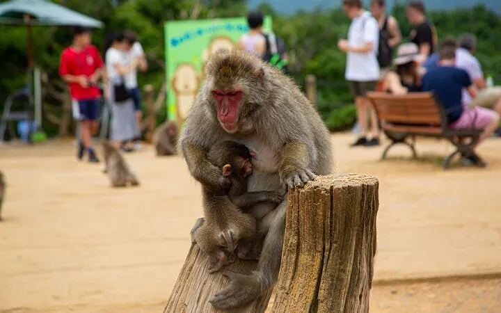 vandretur i arashiyama i kyoto med besøk til okochi sanso, tenryuji og monkey park-9