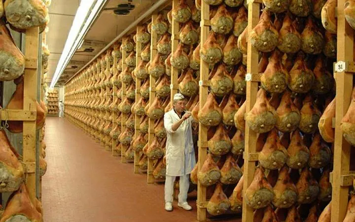 Worker inspecting hanging Parma hams in curing room, Parma.